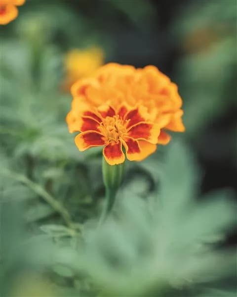Galeriebild von Gartencenter Mallorca | Pflanzen & Beratung bei Can Juanito
