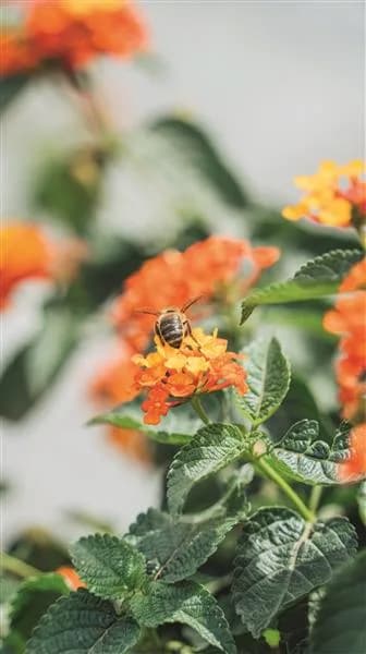 Galeriebild von Gartencenter Mallorca | Pflanzen & Beratung bei Can Juanito