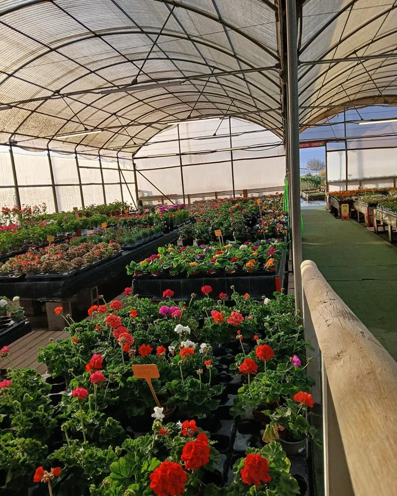 Galeriebild von Gartencenter Mallorca | Pflanzen & Beratung bei Can Juanito