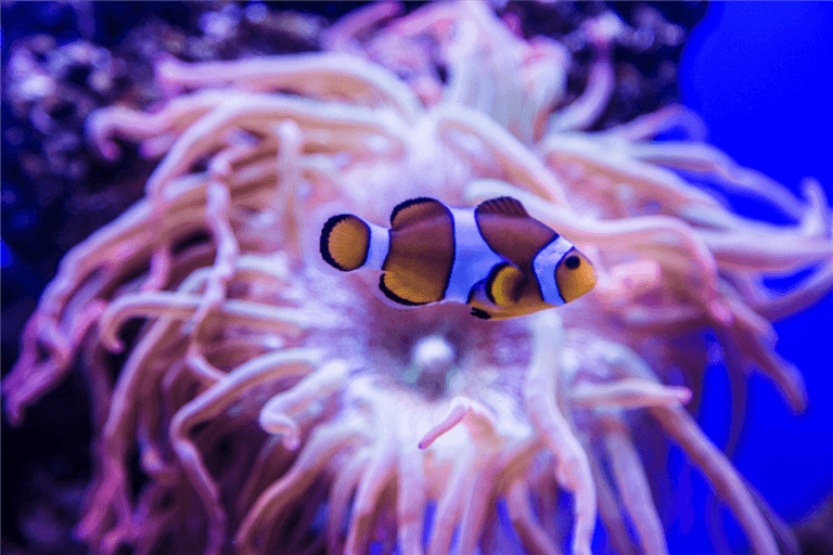 Gallery: palmaaquarium gallery 4
