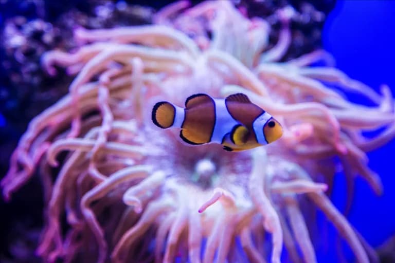 Galeriebild 4 von Palma-Aquarium – palmaaquarium gallery 4