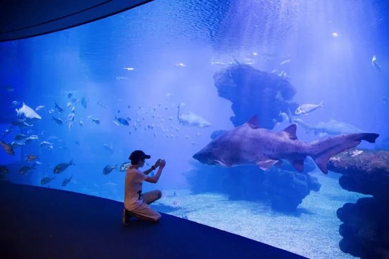 Galeriebild 6 von Palma-Aquarium – palmaaquarium gallery 6