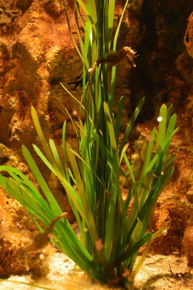 Galeriebild 7 von Palma-Aquarium – palmaaquarium gallery 7