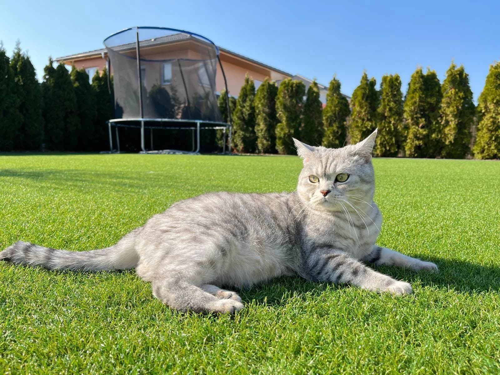 Galeriebild von Top Green Mallorca – Premium-Kunstrasen für Garten