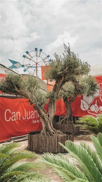 Galeriebild 12 von Gartencenter Mallorca | Pflanzen & Beratung bei Can Juanito – can juanito gallery 12
