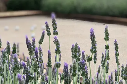 Firmenfoto: My Landscaping Group