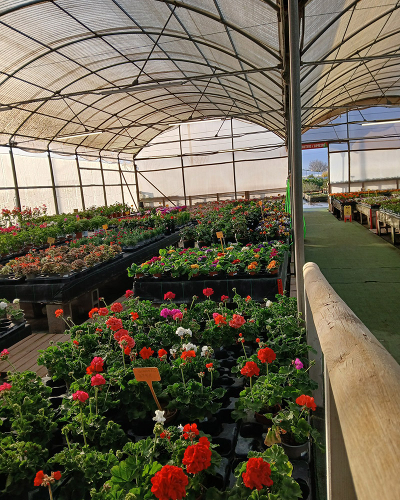 Can Juanito Gartencenter Pflanzen